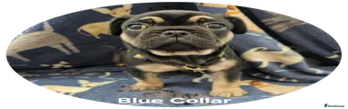 Frug Puppy 1