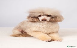 Toy Poodle dogs for stud: EXTENSIVELY HEALTH TESTED POODLE STUD - Image 9