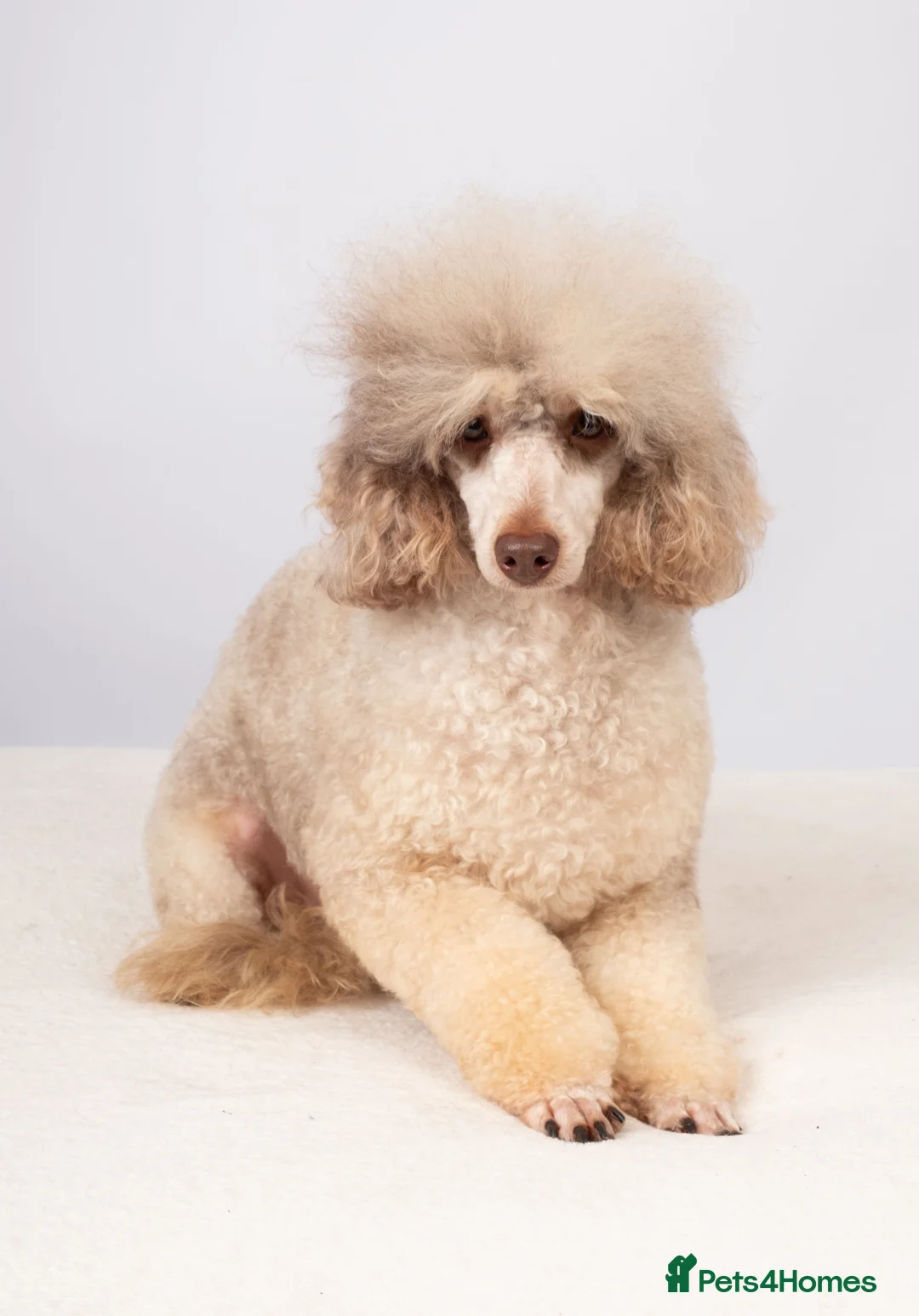 Toy Poodle dogs for stud: EXTENSIVELY HEALTH TESTED POODLE STUD - Advert 10