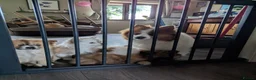 Pomeranian dogs for sale: Beautiful Pomeranian Puppies Ready Now in Nottingham - Advert 9