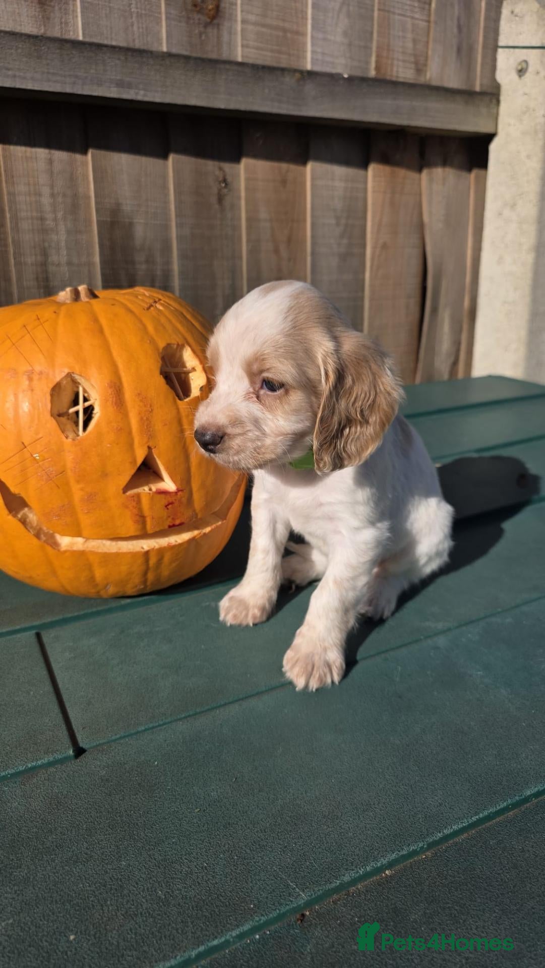 Sprocker dogs for sale:  4th gen Sprocker puppies 🐶  - Advert 2