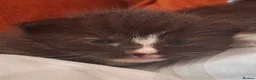 British Shorthair cats for sale: Beautiful baby kittens.  in Larbert - Advert 11