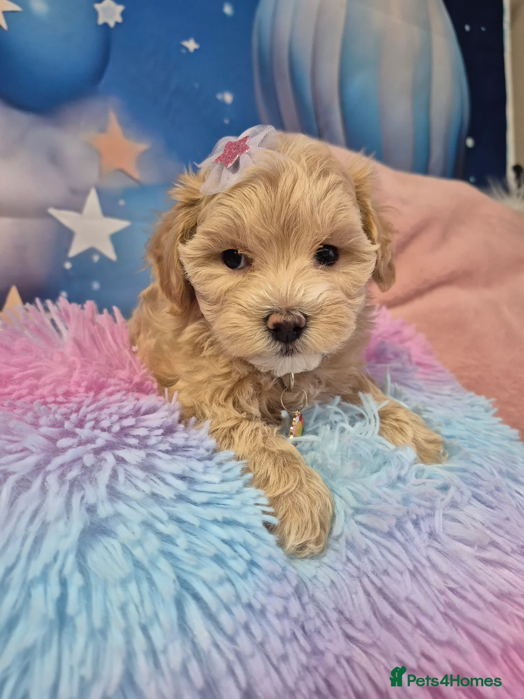 Maltipoo dogs for sale: Stunning Toy F1 Apricot & Cream maltipoo's - Advert 36
