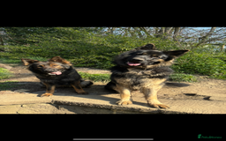 German Shepherd dogs for sale: Desperate for his forever home! - Image 6