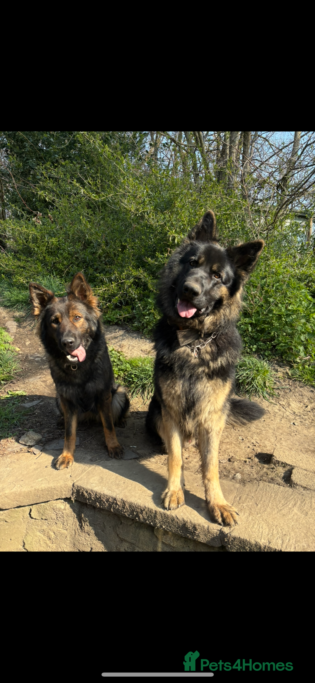 German Shepherd dogs for sale: Desperate for his forever home! - Image 6