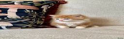 Mixed Breed cats for sale: Kittens Seeking Forever Homes! - Advert 12