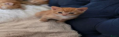Ginger Boy 1