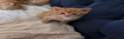 Mixed Breed cats for sale: Beautiful ginger kittens  - Advert 12