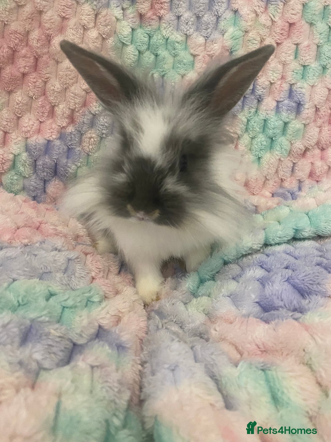 Lionhead rabbits for sale: Lionhead babies  - Advert 1