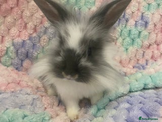 Lionhead rabbits Lionhead babies - Advert 5