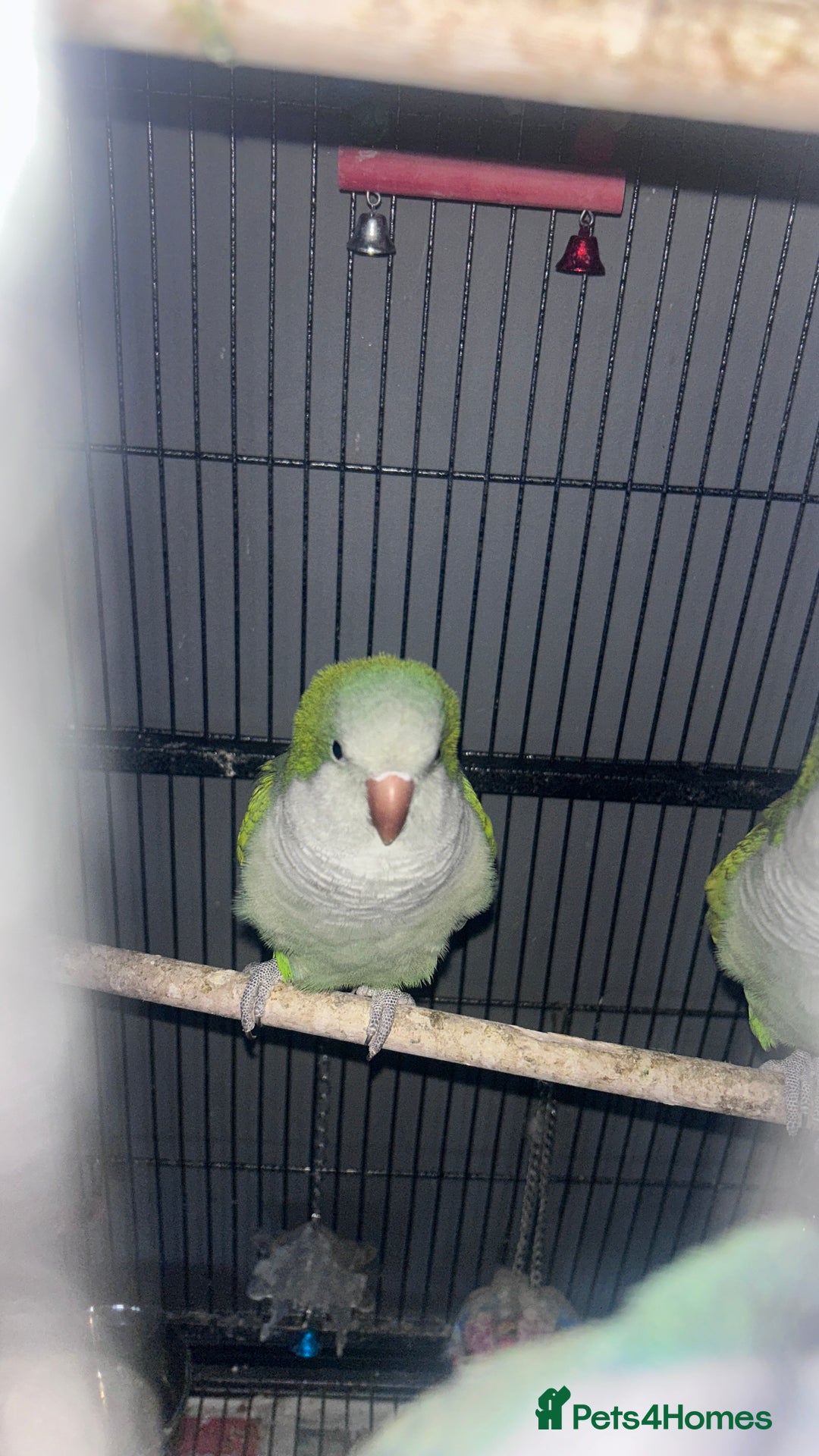 Parakeets birds for sale: Quaker parrots  - Advert 4
