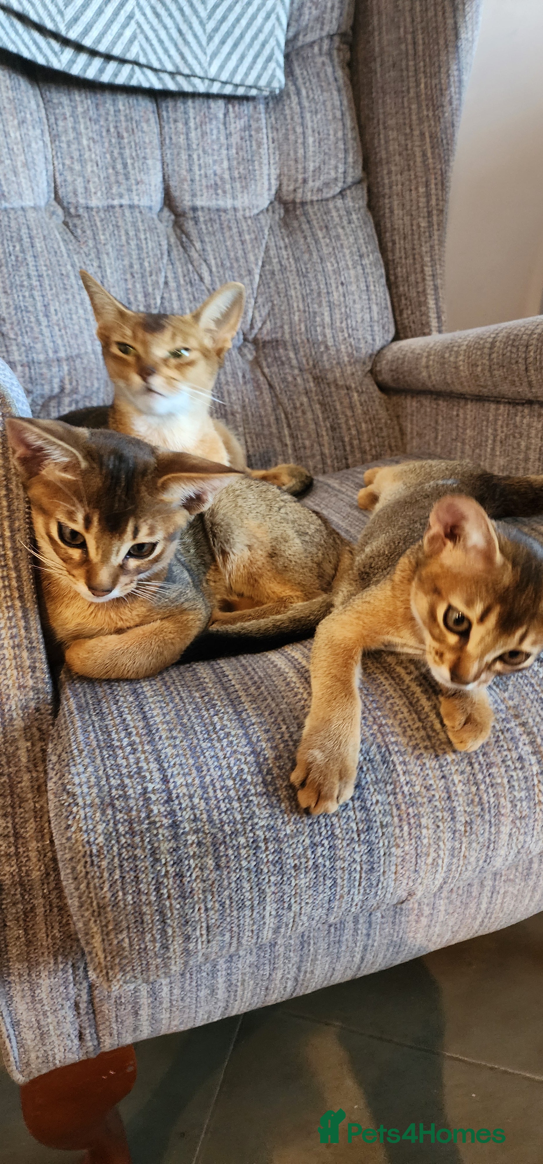 Abyssinian cats Adorable Pedigree Abyssinian kittens  - Advert 2