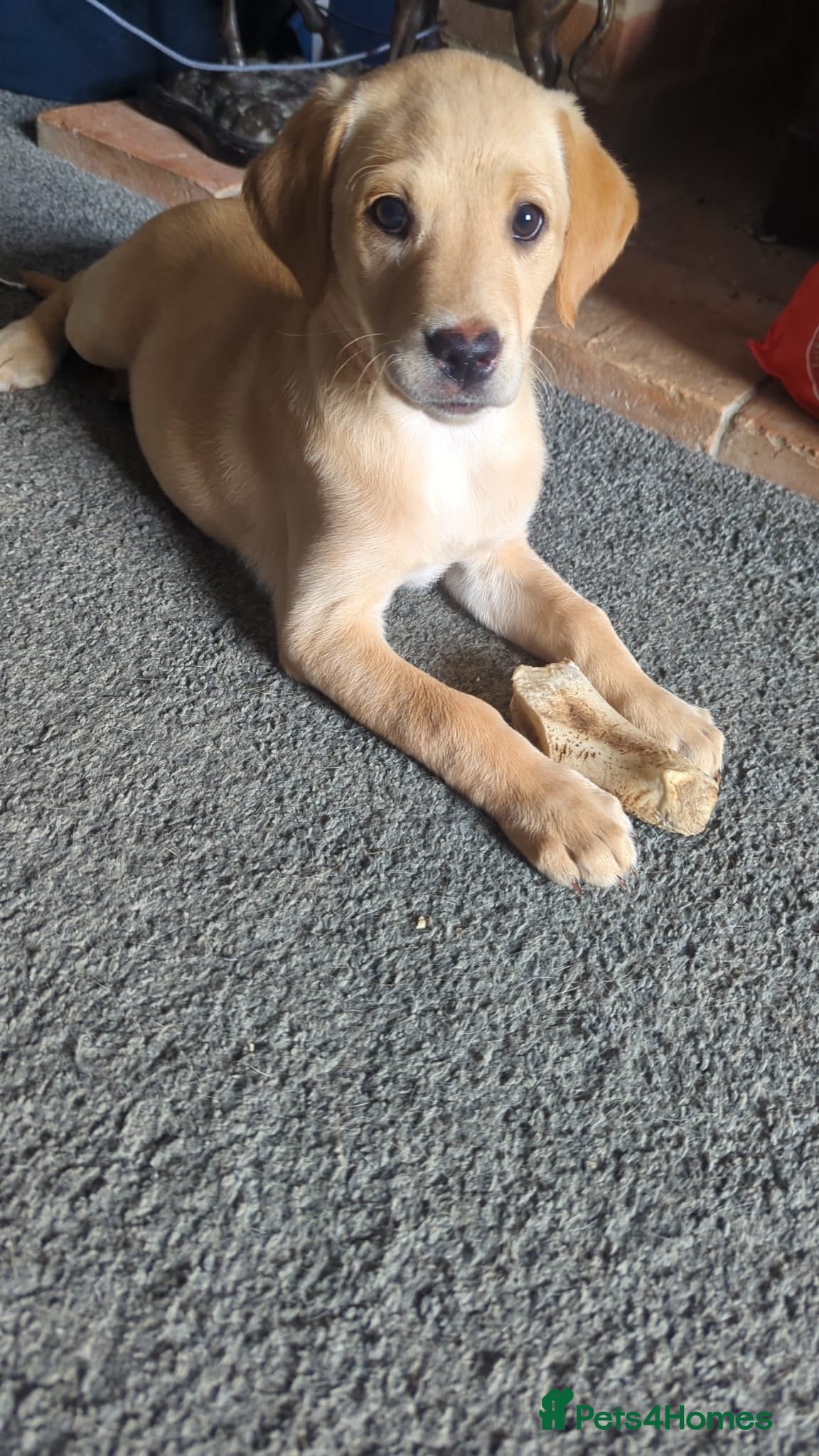 Labrador Retriever dogs  Special home Wanted last female left!  - Advert 1