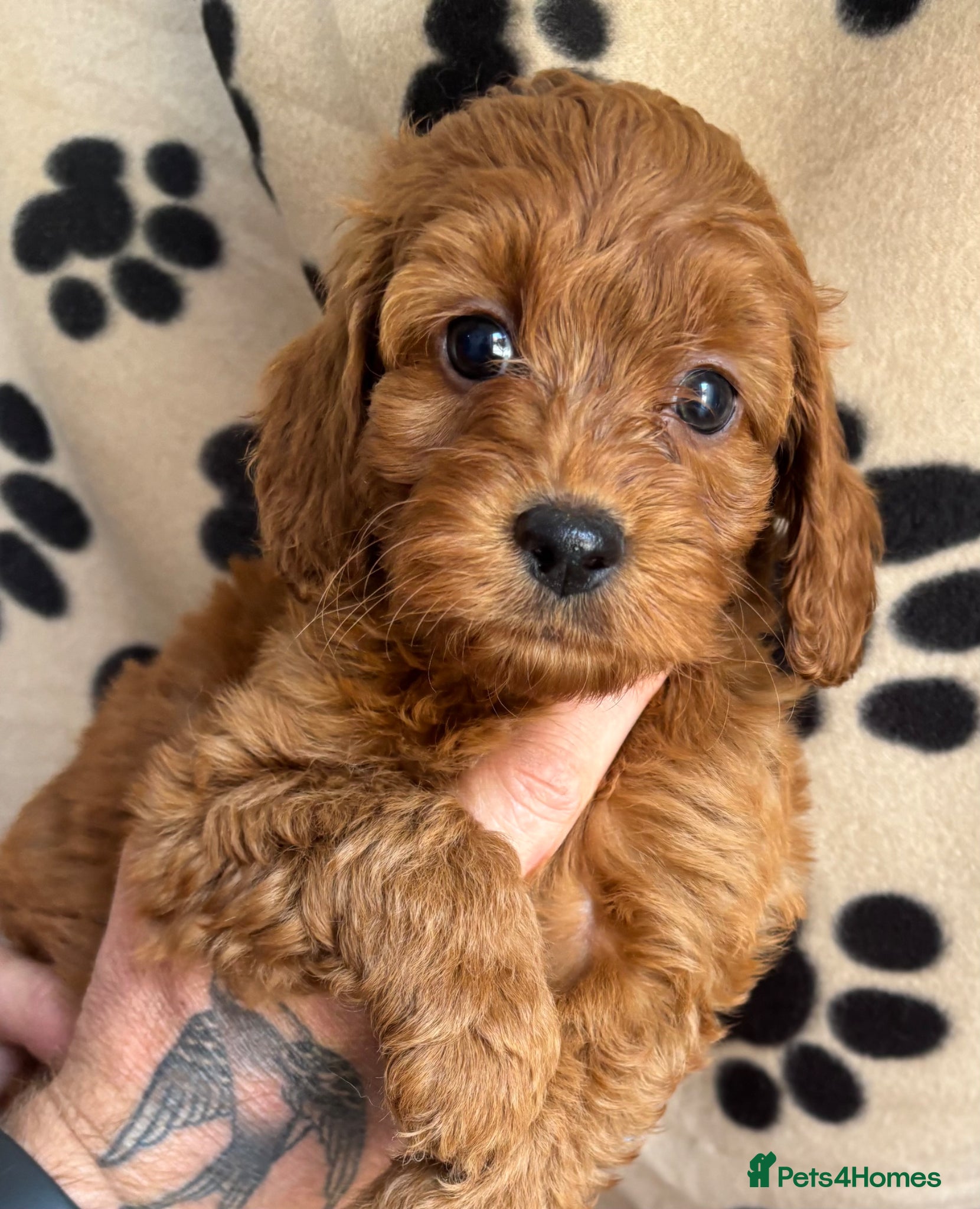 Cockapoo dogs Cockapoo puppies 🐶  - Advert 1