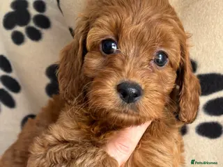 Cockapoo dogs Cockapoo puppies 🐶 - Advert 11