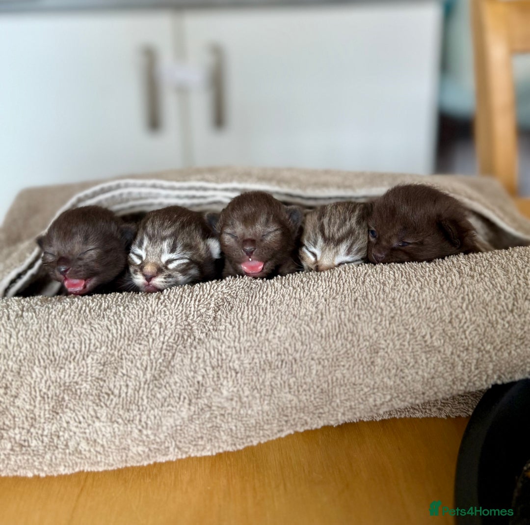 British Longhair cats for sale:  British longhair kittens 3 male 1 female  - Image 3