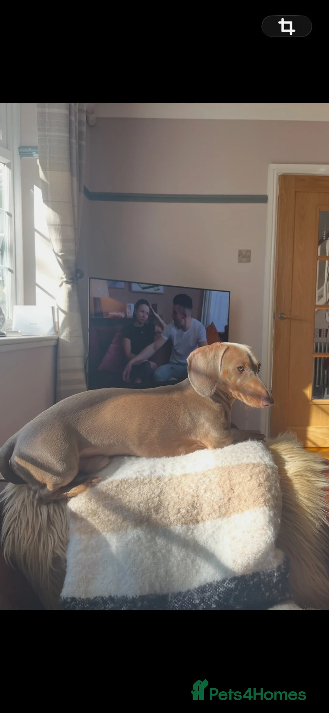 Miniature Dachshund dogs for stud: Isabella Tan KC Registered Stud PROVEN - Advert 2
