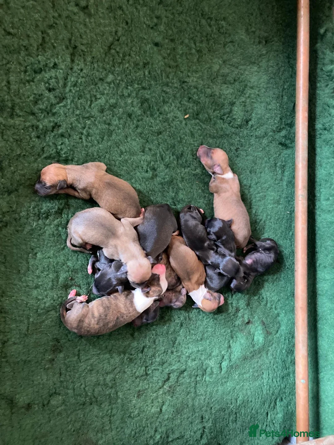 Whippet dogs for stud: Whippet stud dog in Somerton - Advert 37