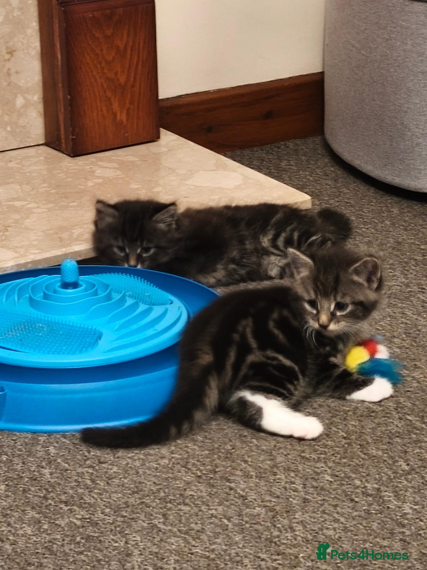 Mixed Breed cats The boys are ready to love their new parents. - Advert 3