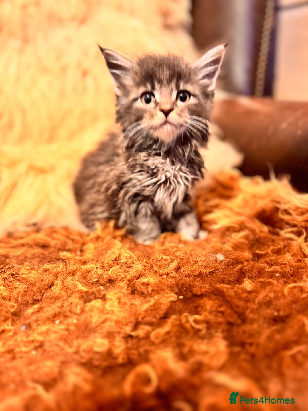 Maine Coon cats for sale:  TICA Registered Maine Coon Kittens- ready now  - Advert 3