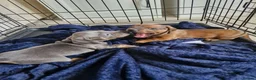 Miniature Dachshund dogs for sale: Miniture dashhound - Advert 5
