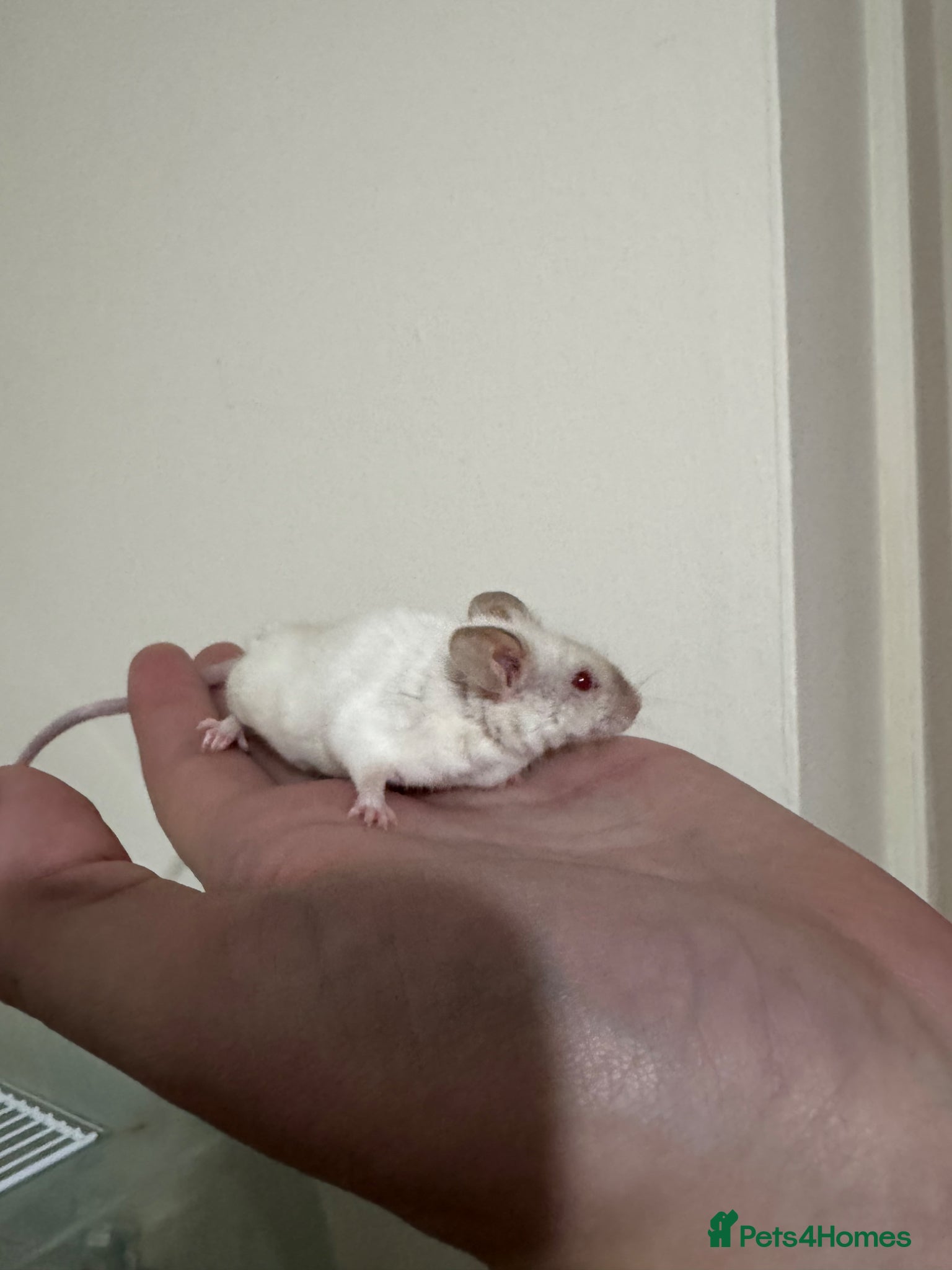 Mouse rodents Mice for rehoming  - Advert 2