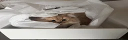British Longhair cats for sale: Lilac Golden British Longhair  in London - Advert 2