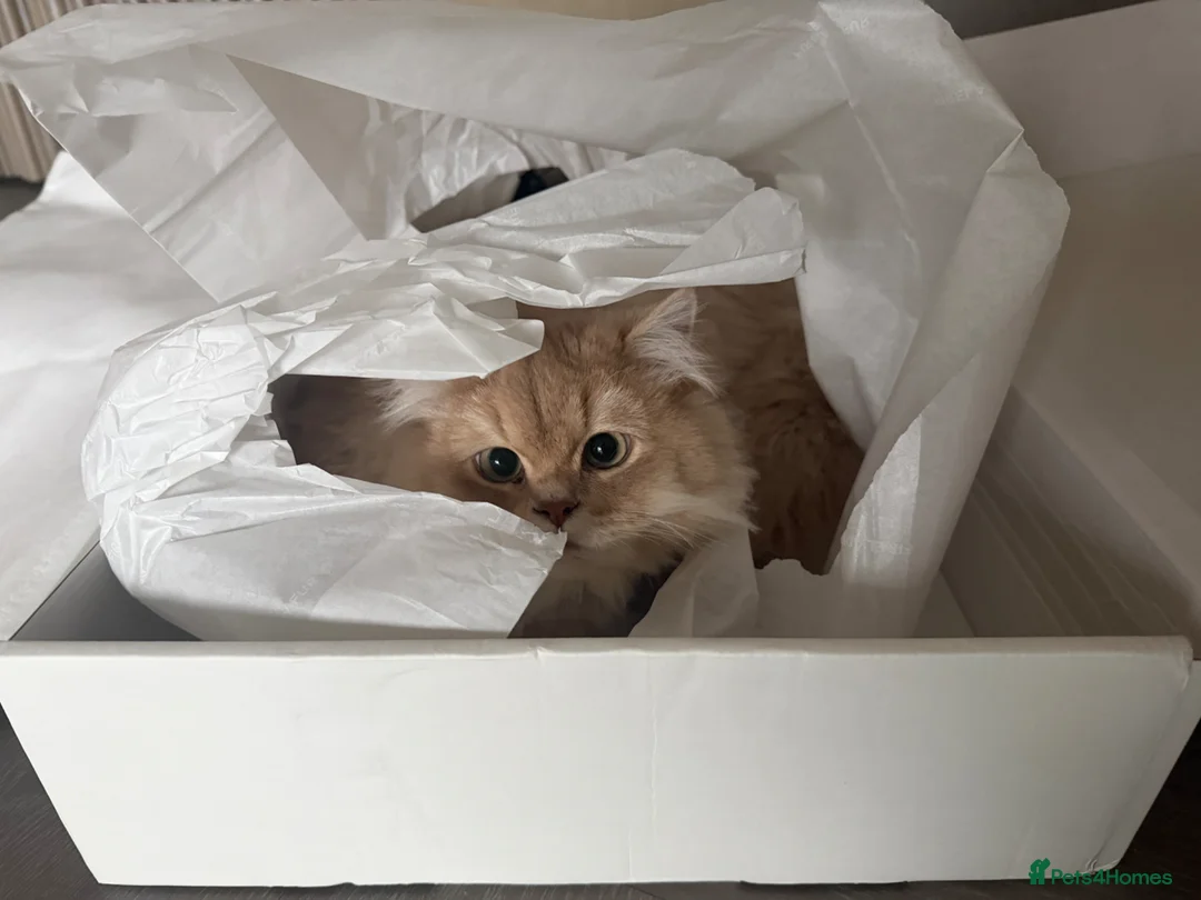 British Longhair cats for sale: Lilac Golden British Longhair  in London - Advert 2