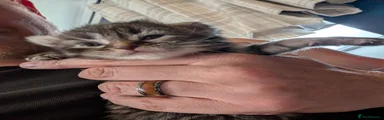 Mixed Breed 2
