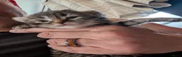 Mixed Breed cats for sale: 8 beautiful kittens - Advert 1