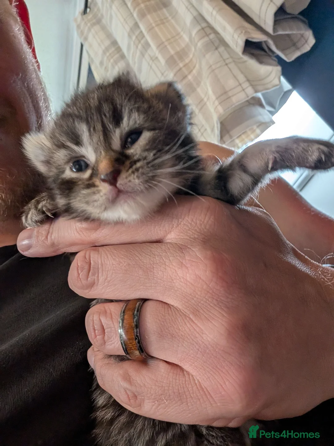 Mixed Breed cats for sale: 8 beautiful kittens - Advert 1