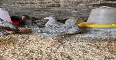 Chickens poultry - Advert 10