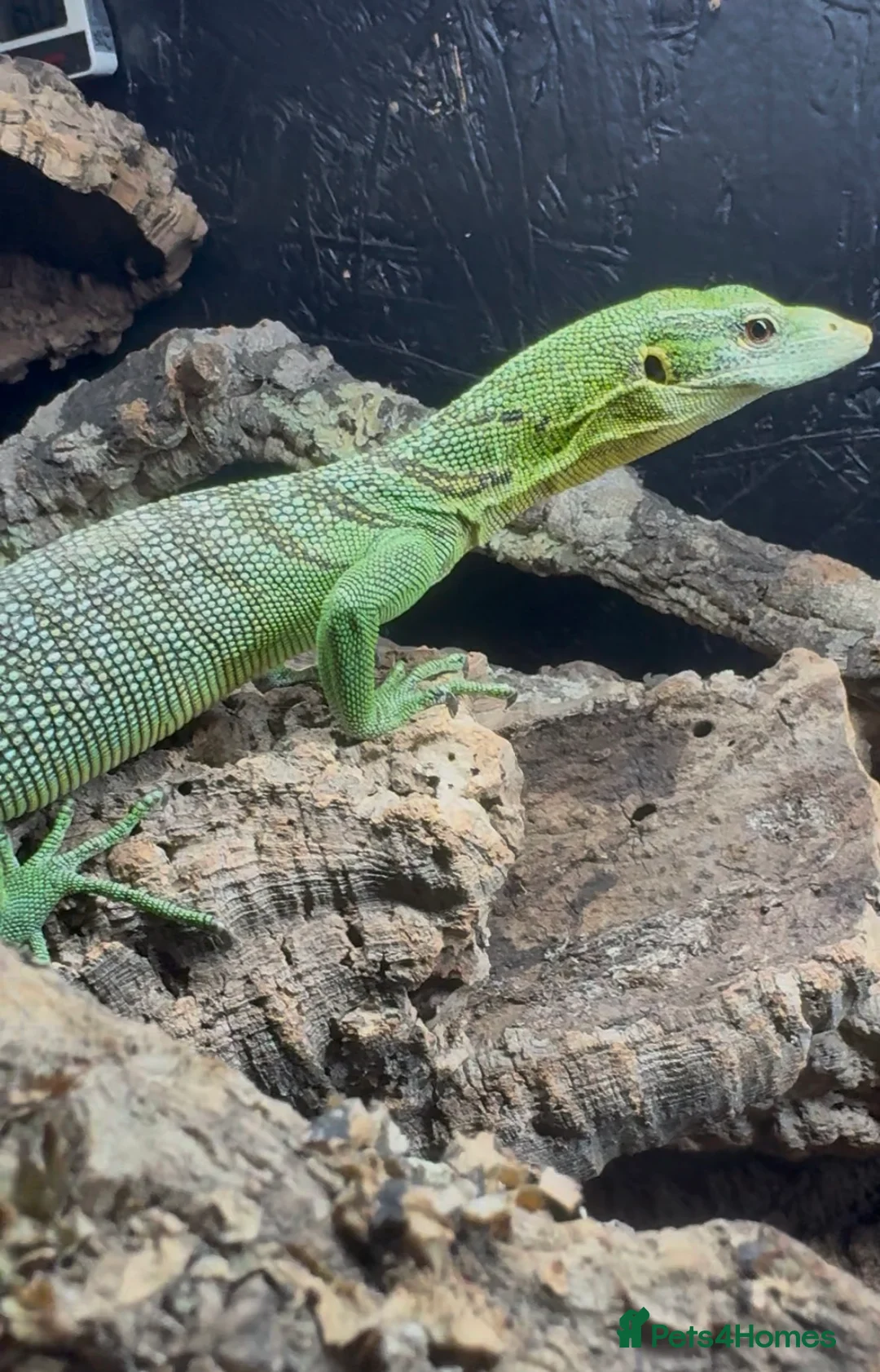 Monitor reptiles for sale: Male Green tree monitor  - Advert 4