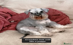 Miniature Schnauzer dogs for sale: Outstanding Miniature Schnauzer Puppies - Image 11
