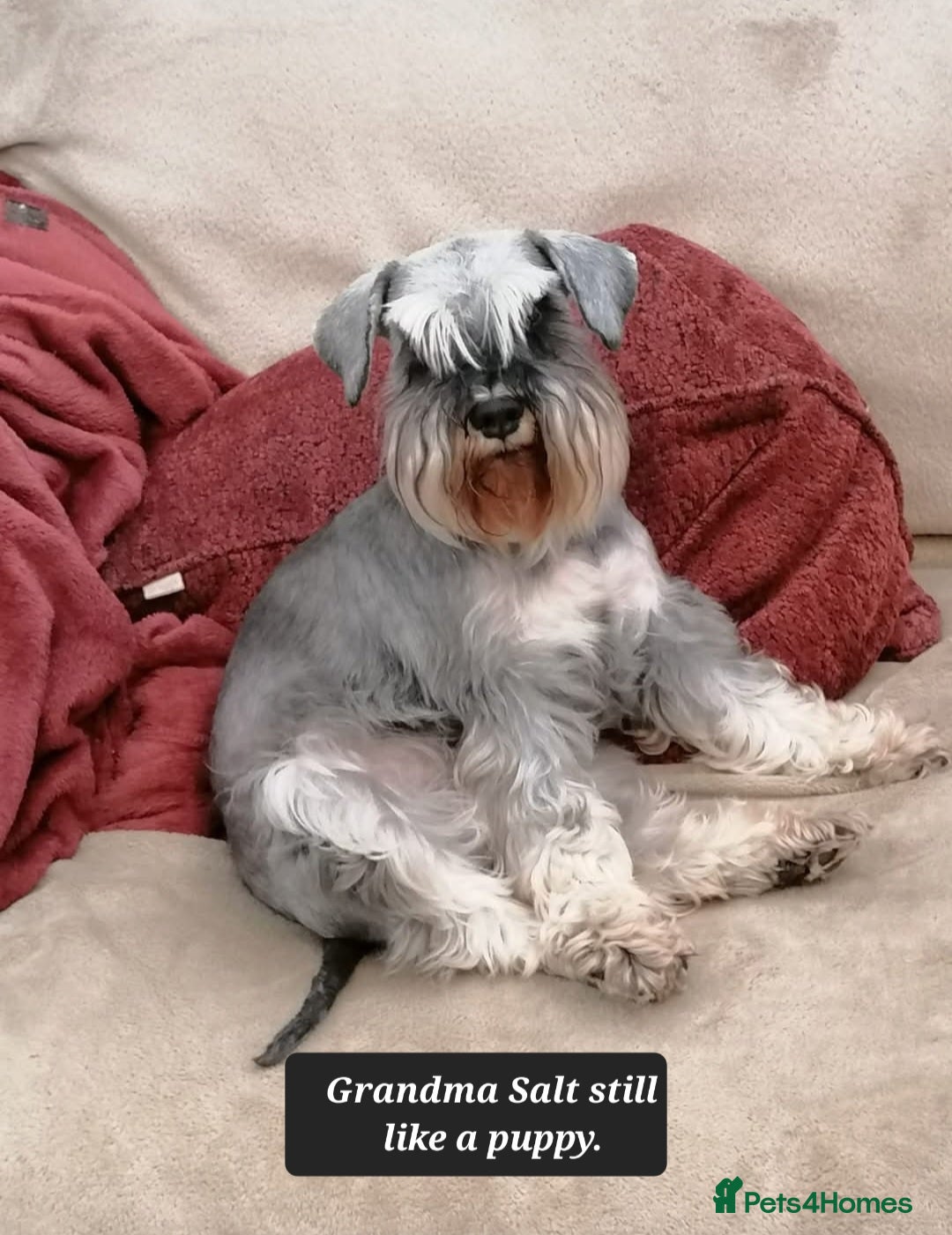 Miniature Schnauzer dogs for sale: Outstanding Miniature Schnauzer Puppies - Image 11