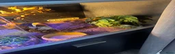 Bearded Dragon reptiles for sale: Bearded dragon + full vivarium setup + storage in Worthing - Advert 7