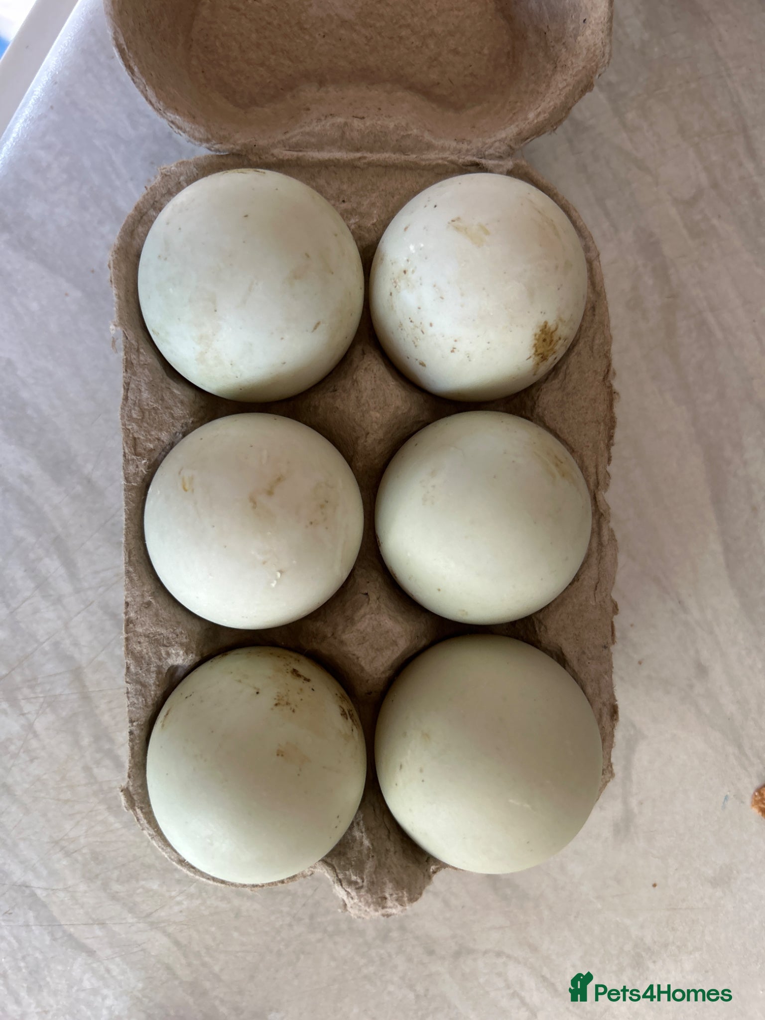 Ducks poultry Runner duck hatching eggs - Advert 5