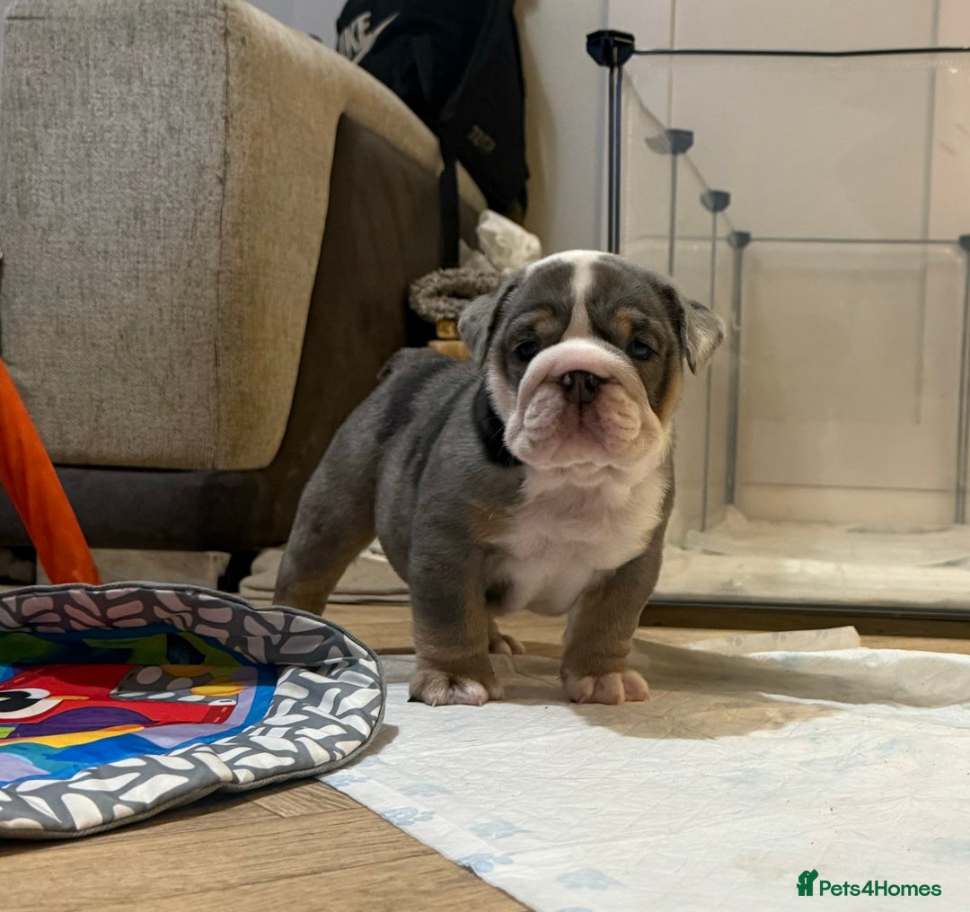 English Bulldog dogs for sale: English bulldog puppies - Advert 17