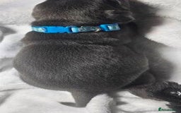 Staffordshire Bull Terrier dogs for sale: Blue Staffordshire Bull Terrier Puppies - Image 2
