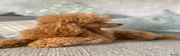 Toy Poodle dogs for sale: Deep red kc true size toy poodles - Advert 3