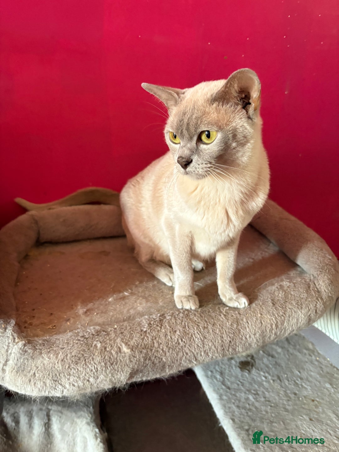 Domestic Shorthair cats for sale: 3 white kittens with blue eyes  - Image 6