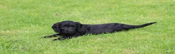 Cockapoo dogs for sale: Beautiful Cockapoo puppies for sale  - Advert 8