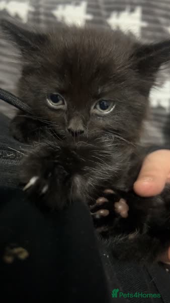 Mixed Breed cats Beautiful Kittens Looking for Loving Homes 🐾 - Advert 13