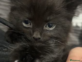 Mixed Breed cats Beautiful Kittens Looking for Loving Homes 🐾 - Advert 13