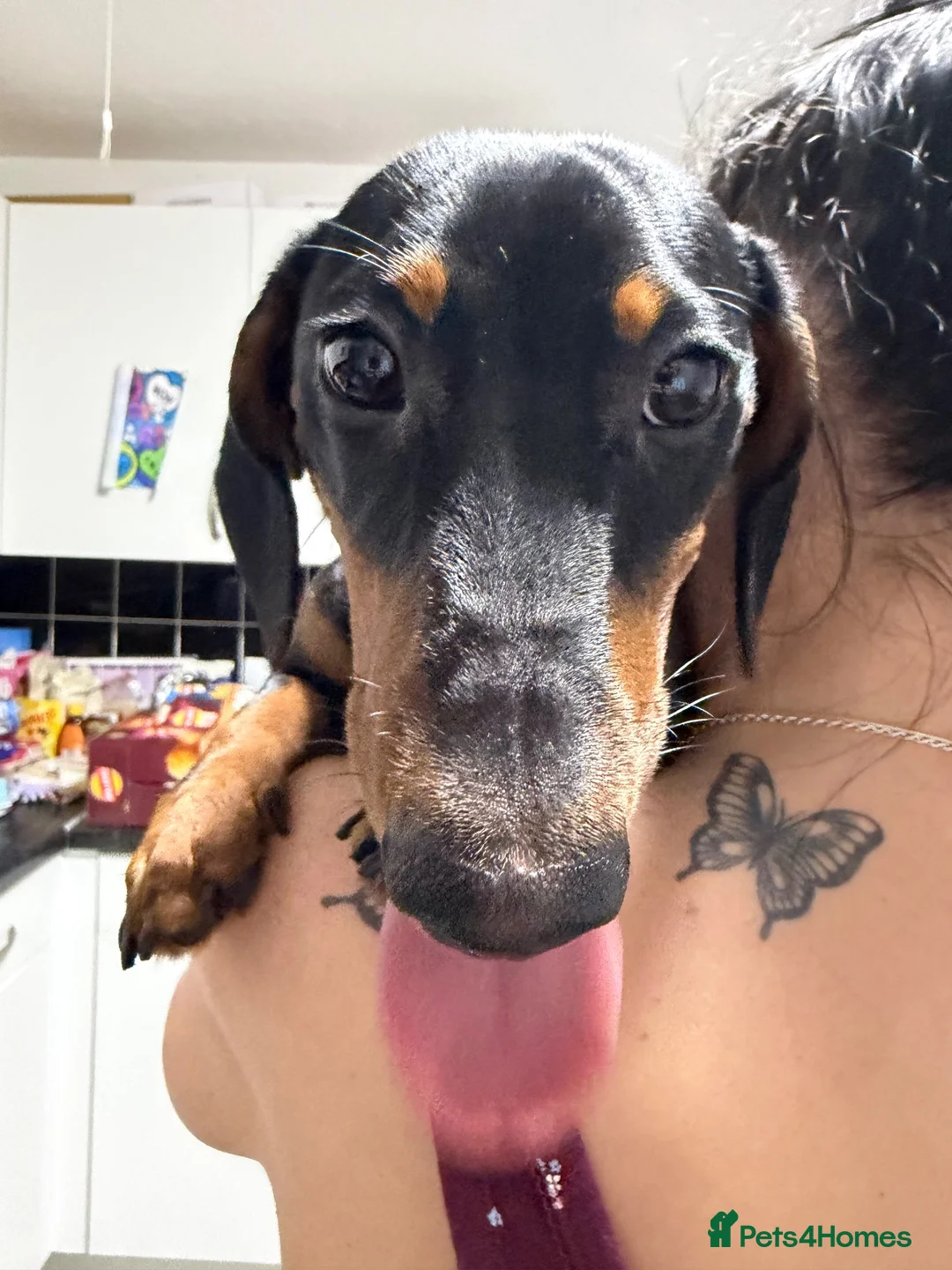 Dachshund dogs for sale: Miniature dachshund 6 month puppy - Advert 7