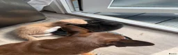 Mixed Breed cats for sale: 2 male ginger and 1 female black Kittens - Advert 8