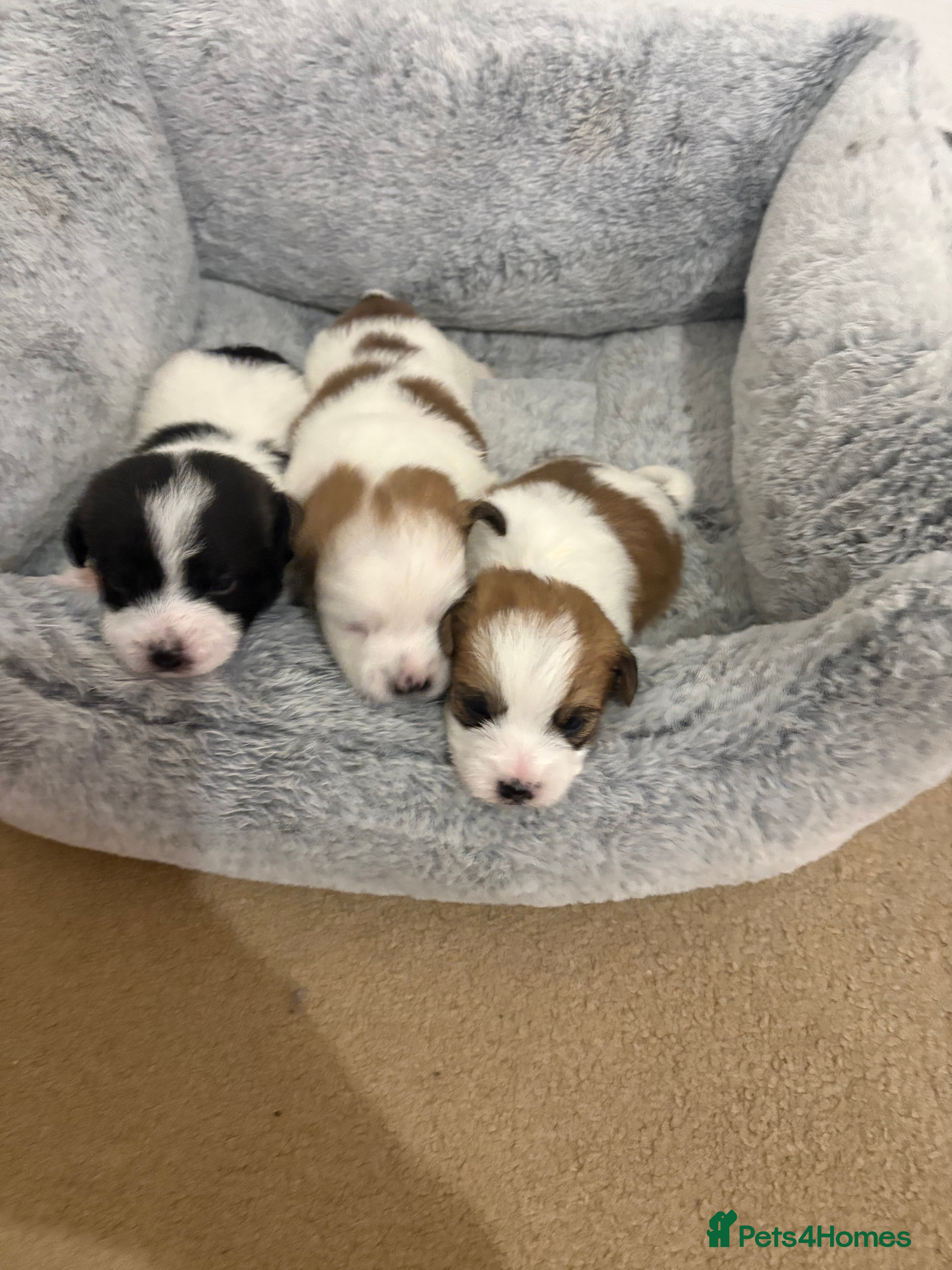 Mixed Breed dogs Stunning litter of 6 JacaZuchon Puppies  - Advert 13