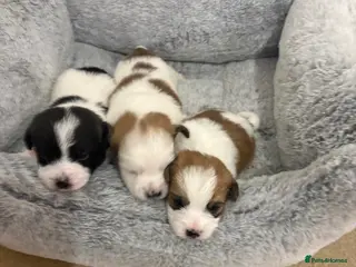 Mixed Breed dogs Stunning litter of 6 JacaZuchon Puppies - Advert 13