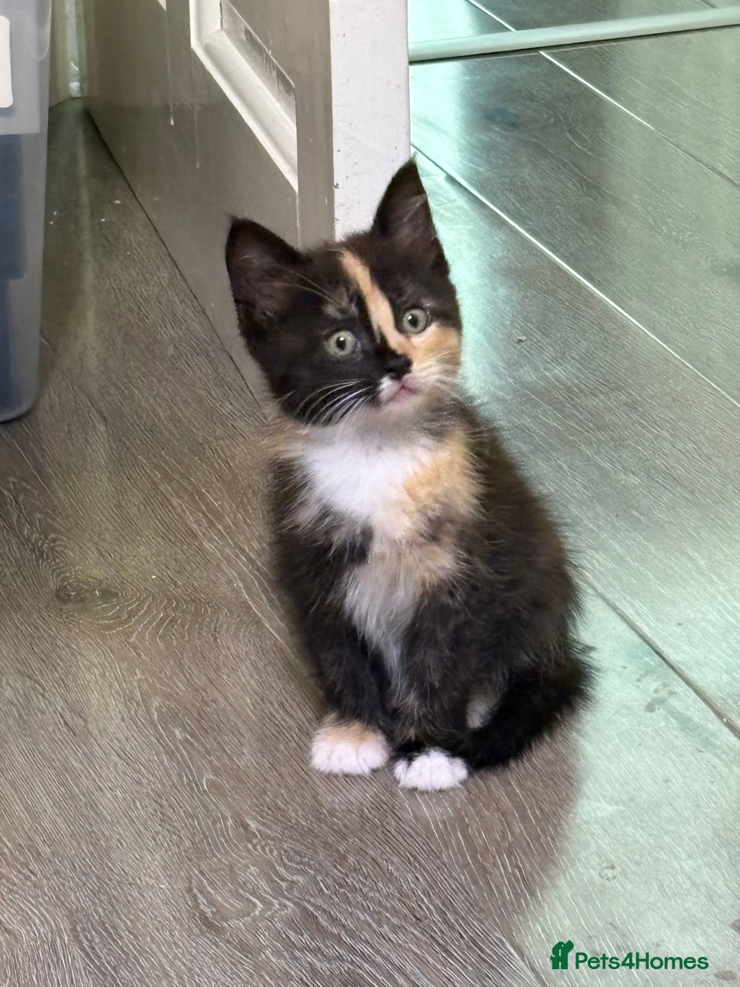 British Longhair cats for sale: Kittens for sale - Image 7