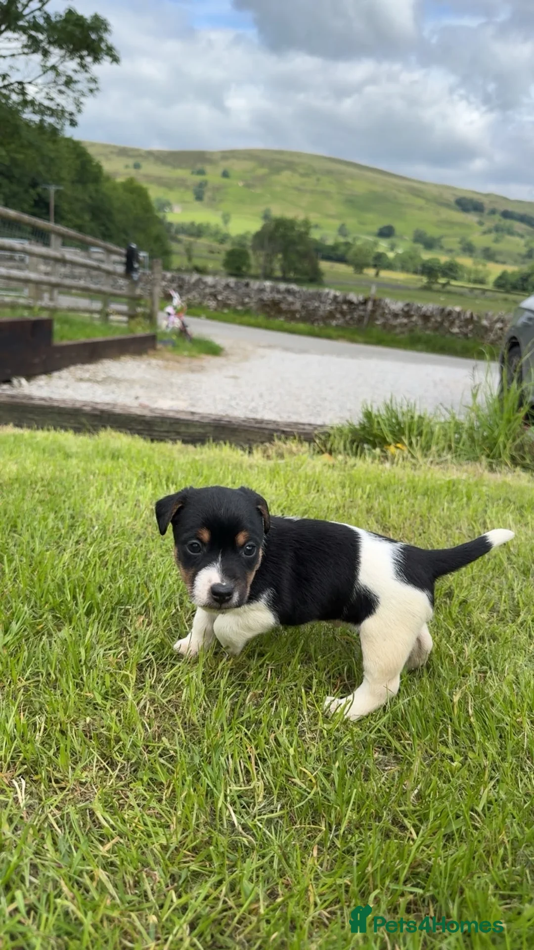 Jack Russell dogs for sale: 3x Jack Russell Boys looking for their homes - Advert 2